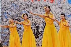 4月　さがみ野桜まつり